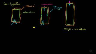 54  Turgor en wanddruk [upl. by Nillor]