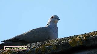 Collared dove callsound Streptopelia decaocto [upl. by Ardnaxila]