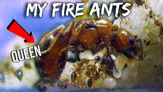 MY GROWING ARMY OF FIRE ANTS  GETTING BIGGER amp MORE COMPLEX [upl. by Laine]