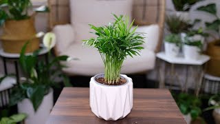 Neanthe Bella Palm Chamaedorea Elegans Care amp Growing Guide  Plant Mom Care [upl. by Oiligriv]