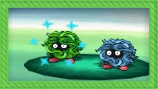 LIVE Shiny Tangela after 3952 REs in Black [upl. by Akehsat]