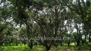 Dussehri mangoes in orchard of Malihabad [upl. by Milinda315]