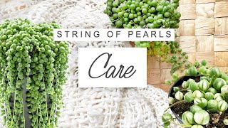 String Of Pearls Care Tips 🌱 TRICKS For Faster And Fuller Growth  Senecio Rowleyanus Care Guide [upl. by Vandervelde154]