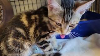 Ribeye kitten meows and crying before vomiting [upl. by Wilterdink]