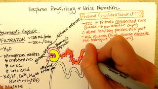 Nephron Function Part 1 [upl. by Calhoun]