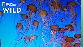 Jellyfish 101  Nat Geo Wild [upl. by Saleem213]