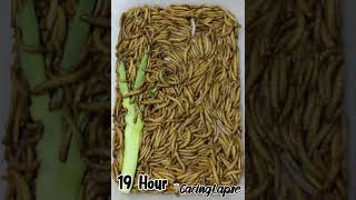 WORMS VS DAUN BAWANG timelapse worms cacing wormszone fyp viralshorts satisfying [upl. by Vashtee]