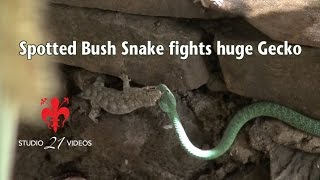 Western Natal Green snake fights huge Wahlbergs Velvet Gecko [upl. by Ajssatsan]