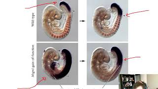 Paraxial Mesoderm Chapter 17 [upl. by Llerdnam]