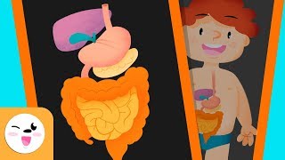 The digestive system in the human body for kids  Smile and Learn [upl. by Nemsaj789]