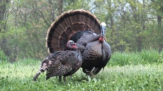 Spring Turkey Hunting Montage  24 Head Shots [upl. by Gettings]