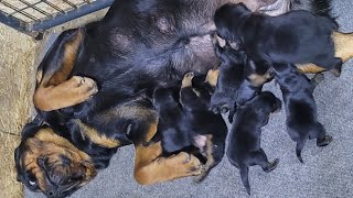 1 mom nursing 2 litters see what happens [upl. by Greenlee]