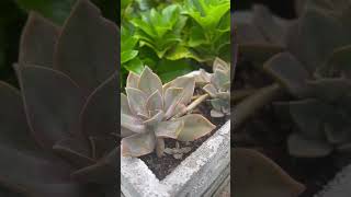 Ghost Plant  Graptopetalum paraguayense [upl. by Nyleak68]