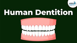 Human Dentition  Teeth  Dont Memorise [upl. by Carny]