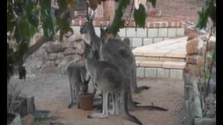 Toodyay Kangaroos [upl. by Gati65]