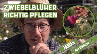 Was Narzisse Tulpe und Zierlauch nach der Blüte brauchen  James der Gärtner [upl. by Solnit758]