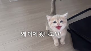 고양이 입양 후 첫 출근 vlog [upl. by Oderfodog]