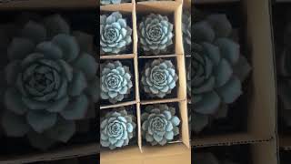 Echeveria Blue Bird succulents succulent suculentas succulentlove greenhouse echeveria [upl. by Nangem]