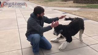 1 Year Old Bernedoodle  Best Bernedoodle Training Oklahoma  Board and Train [upl. by Eenaj]