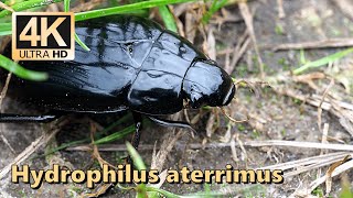 Hydrophilus aterrimus [upl. by Eusebio]