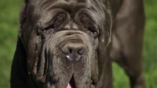 NEAPOLITAN MASTIFF A DOG LOVERS INTRODUCTION [upl. by Eesdnil]