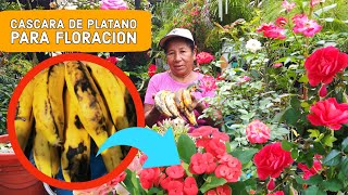 ABONO Organico con PLATANO  Potente Fertilizante de Plátano para Rápido Crecimiento y Floracion [upl. by Redd124]