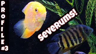 Cichlid Gem from South America  SEVERUM Species Profile 4 [upl. by Ahsonek]