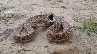 Rhombic Egg Eater Dasypeltis scabra defensive display [upl. by Ainar618]