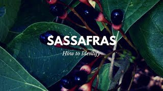 How to Identify Sassafras [upl. by Edelson679]