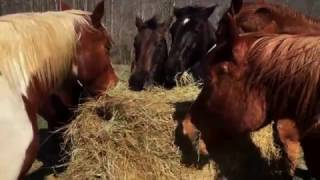 Horses Eating Hay [upl. by Lefty138]