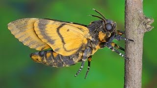 Acherontia atropos  Zmierzchnica trupiagłówka  Totenkopfschwärmer [upl. by Sinnard894]