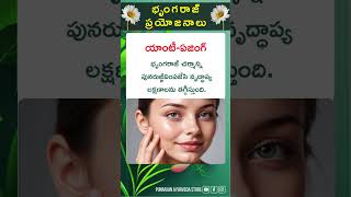 Bhringaraj Amazing Health Benefits That will Shock You [upl. by Mccafferty]