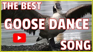 Canada Geese Dance Song  Branta canadensis  Mother Goose [upl. by Carlo]