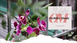 Rinvaso e divisione orchidee Paphiopedilum [upl. by Aivax921]