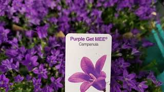 Purple Spring Flowers Purple Get Mee Purple Hydrangeas CampanulaCherry Canada Vlog [upl. by Kleon98]