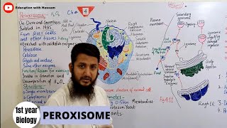 Peroxisomes  peroxisomes structure and function  class 11 [upl. by Horan894]