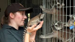 Ring Tailed Lemur  72 Cutest Animals National Zoo Canberra [upl. by Costanzia]