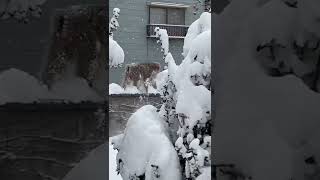 雪猿🐒 SNOW MONKEY 長野県山ノ内町信州湯田中温泉 [upl. by Anjali857]