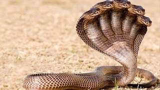 5 headed snake real video reveals [upl. by Patrizius]