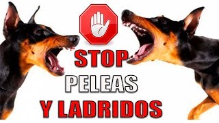 4 Trucos para que un PERRO NO LADRE NI MUERDA en el paseo Perros Dominantes También [upl. by Lemhar]