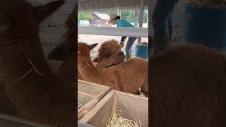 Cute Alpacas 🦙 Biei Japan viralshorts animals cute [upl. by Margarethe716]