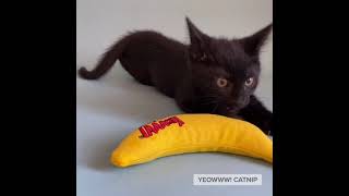 Kitten plays with a Yeowww Catnip ChiCATa Banana [upl. by Tica]