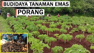 Cara Menanam Porang Di Lahan Terbuka Agar Cepat Panen Baik Dari Katak  Biji Maupun Umbi [upl. by Noda]