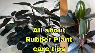 All about Rubber Plant  basic care [upl. by Esile]