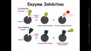 4 Enzymes [upl. by Twelve414]