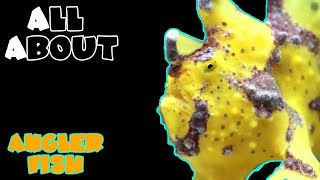 All About The Anglerfish or Frogfish [upl. by Adnilav]