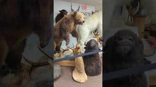 Antiques Taxidermy Cabin Decor at Screaming Lion Antiques in New Holland Pennsylvania [upl. by Weitman]