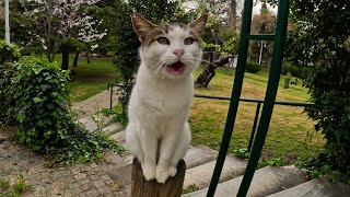 How talkative cat Geveze greets me every time she sees me [upl. by Almallah]