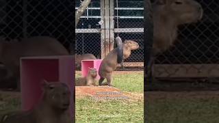 Capybara  The Friendliest And Chillest Animal On Earth [upl. by Kayla]