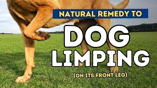 Dog Limping on Front Leg [upl. by Hcurob]